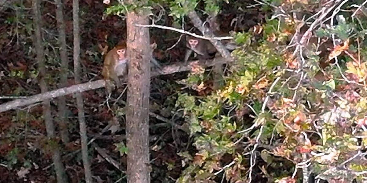 4 escaped monkeys still together weeks after escaping research facility [Video]