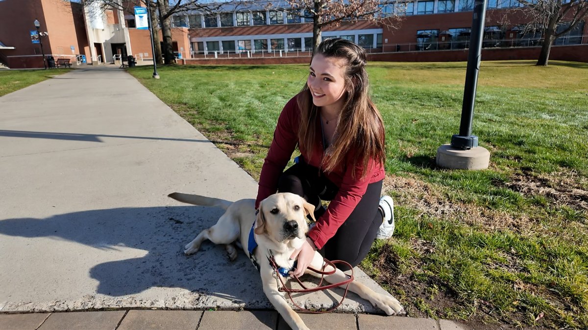 SCSU sophomore creates club to help train guide dogs  NBC Connecticut [Video]