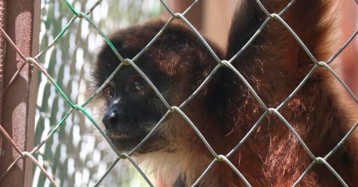 AI will eavesdrop on world’s wildest places to track and help protect endangered wildlife  WSOC TV [Video]