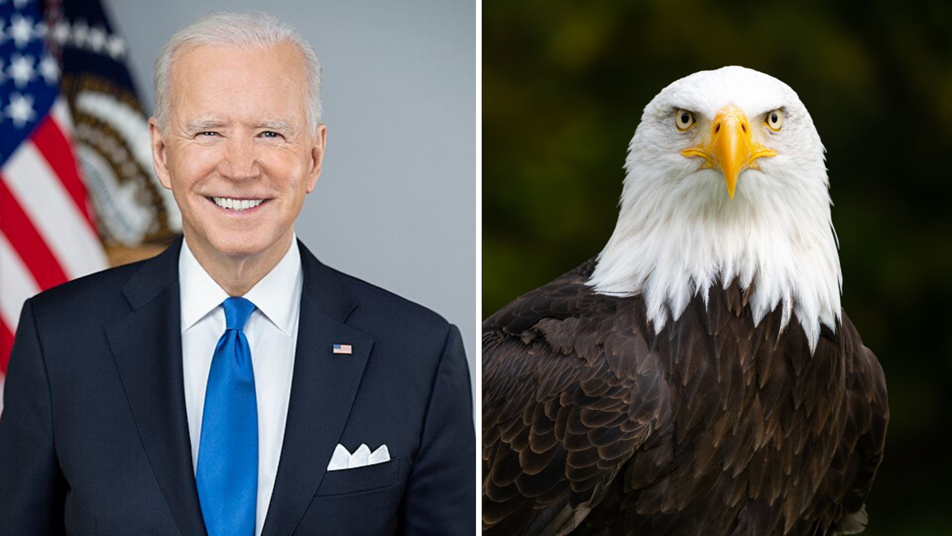 Biden chooses bald eagle as US national bird on Christmas eve [Video]