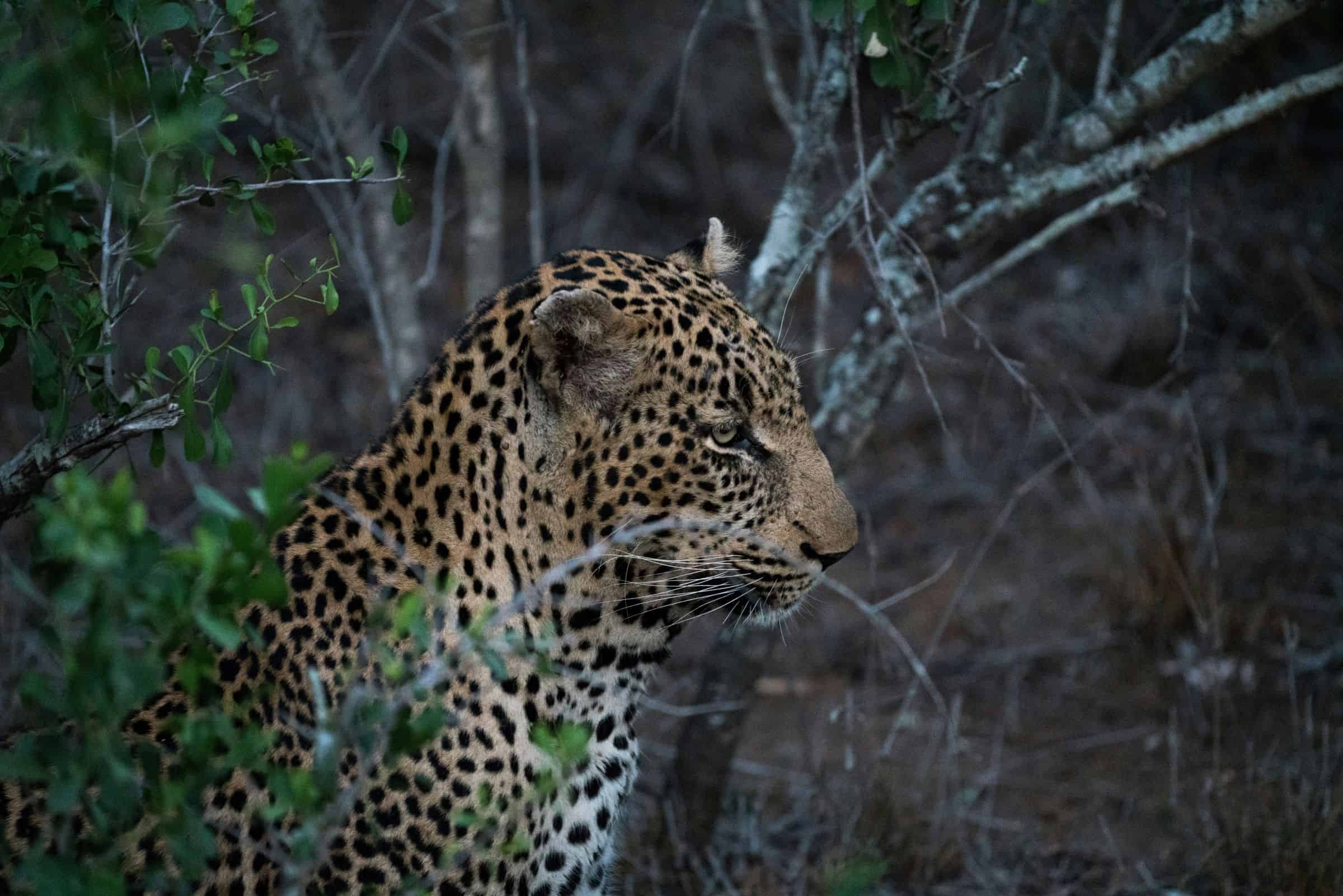 Leopards have unique roars, and AI can identify them [Video]