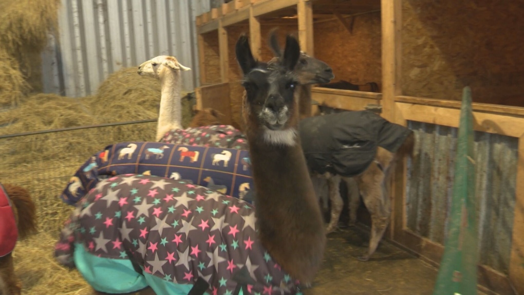 N.B. news: Business offers walks with llamas [Video]