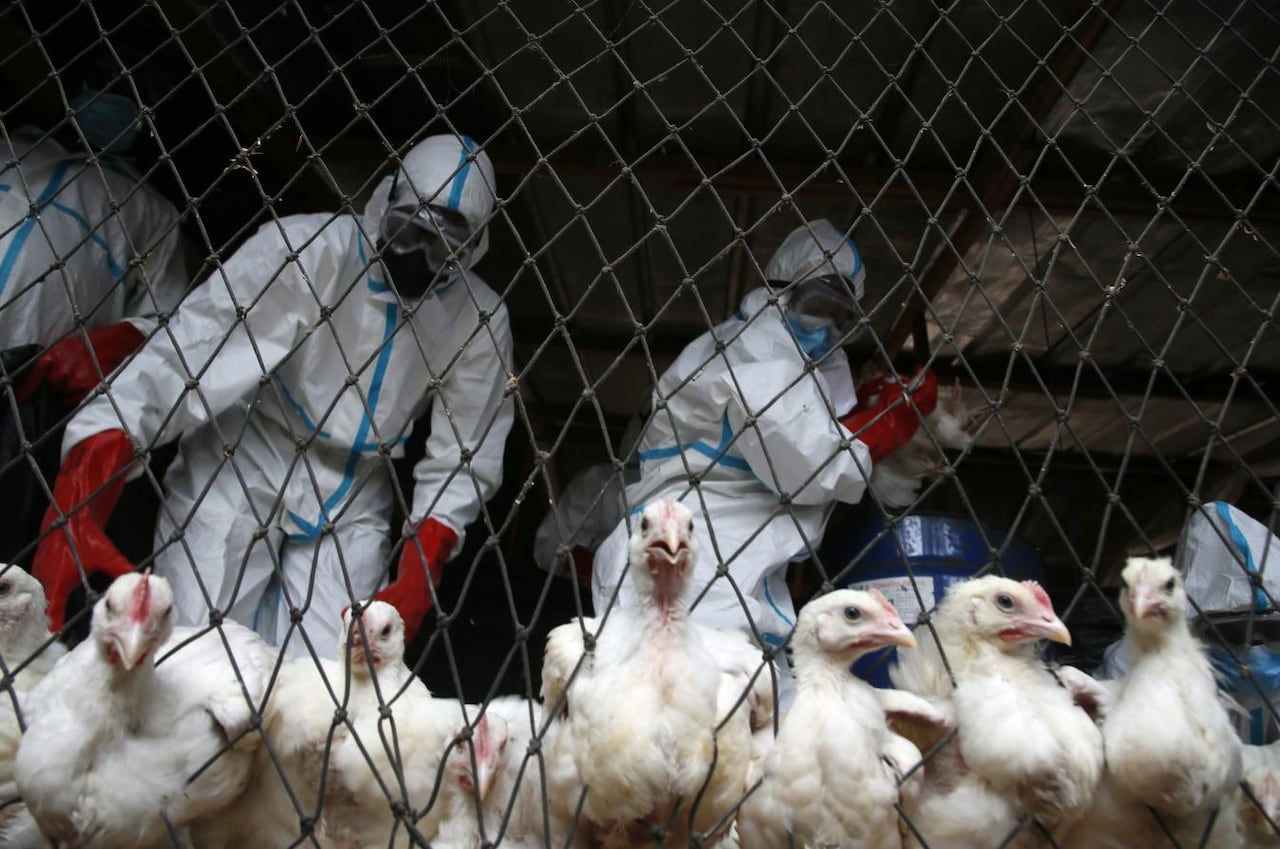 Bird Flu Panic is ‘Government Psy-Op’ to ‘Control the Public’, Warns mRNA Inventor [Video]