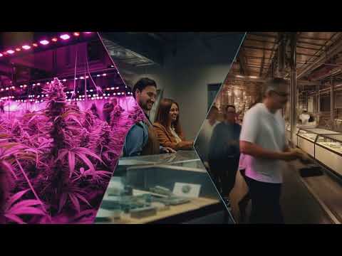 Greenway AI is revolutionizing the cannabis industry [Video]