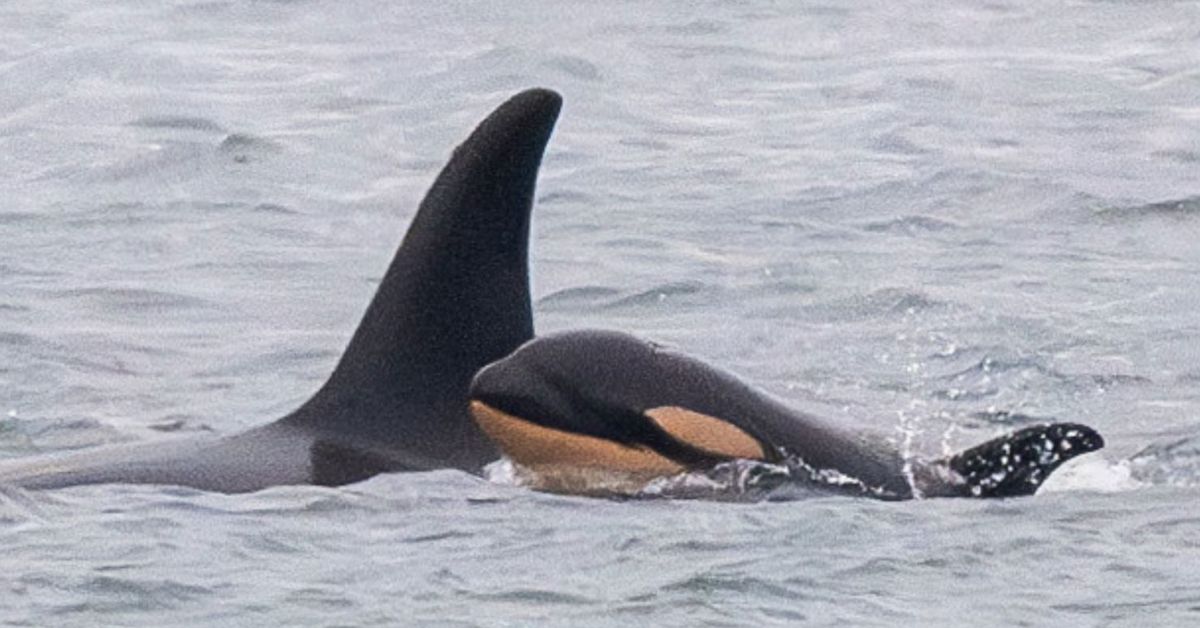 Whale orca that lost a calf in 2018 has lost another [Video]