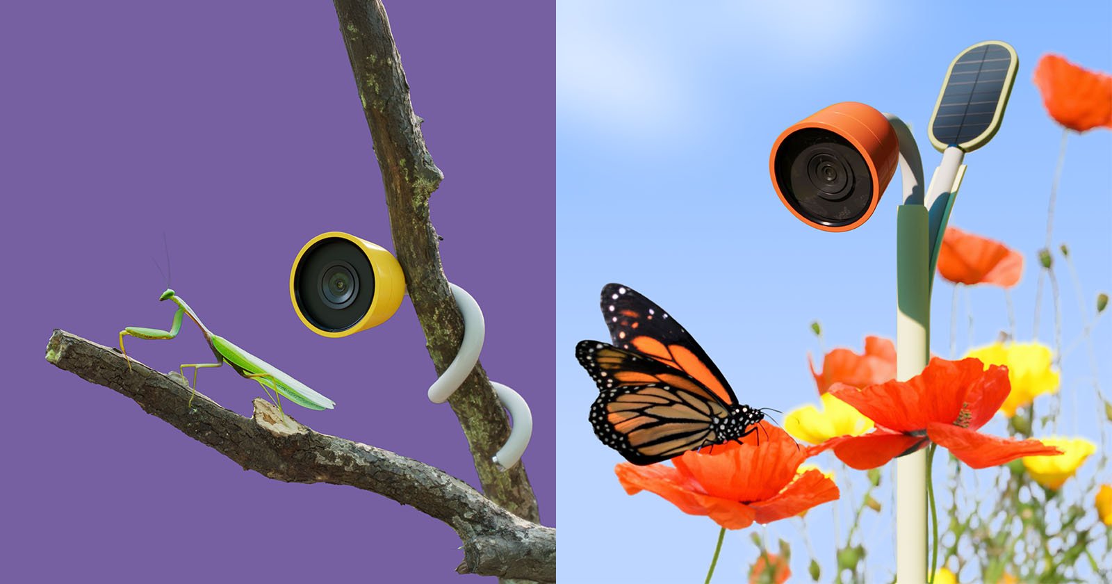 Wonder ‘Petal’ Nature Camera Mimics a Flower to Attract Birds and Bugs [Video]