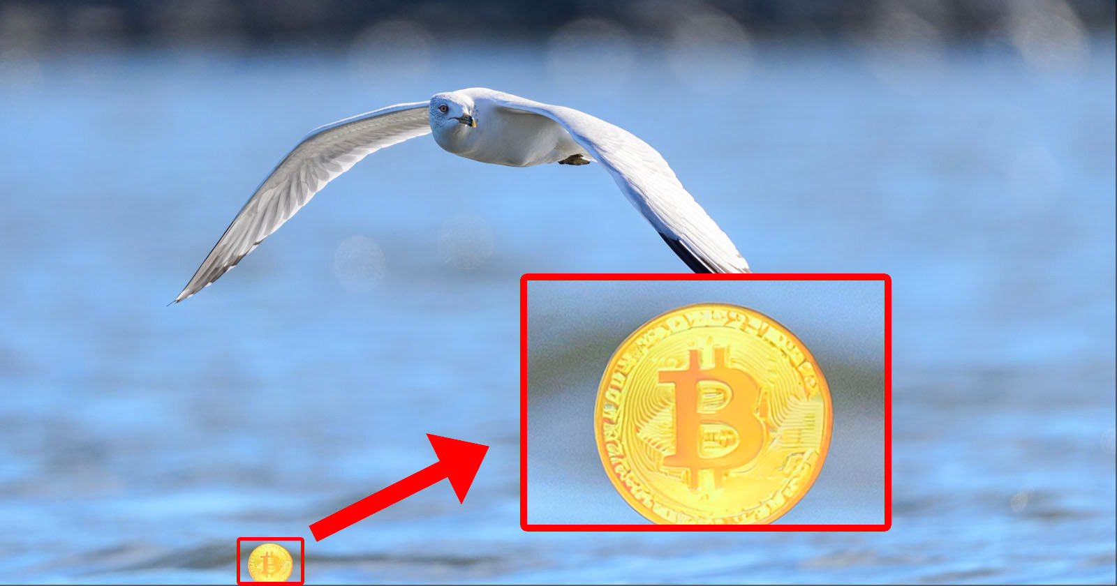 Adobes Generative AI Jumps The Shark, Adds Bitcoin to Bird Photo [Video]