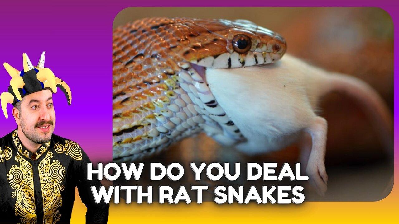 How Do You Deal With A Rat Snake ? Chill Stream [Video]