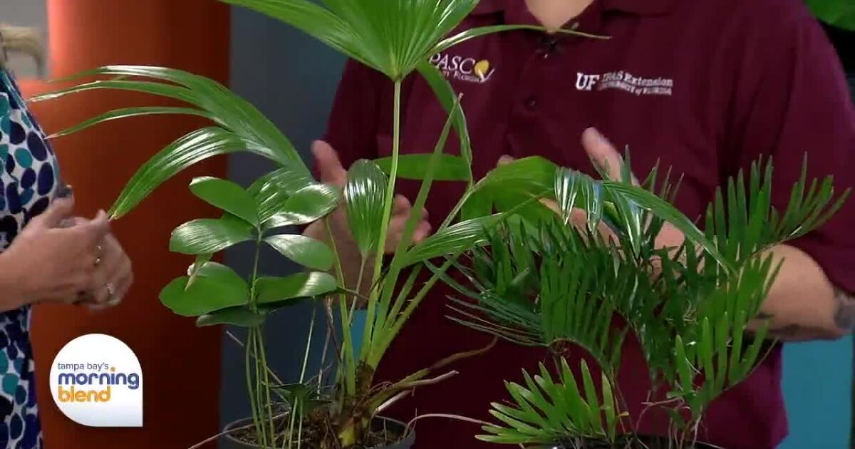 Rooted in Florida: Benefits of Putting In Florida Native Plants [Video]