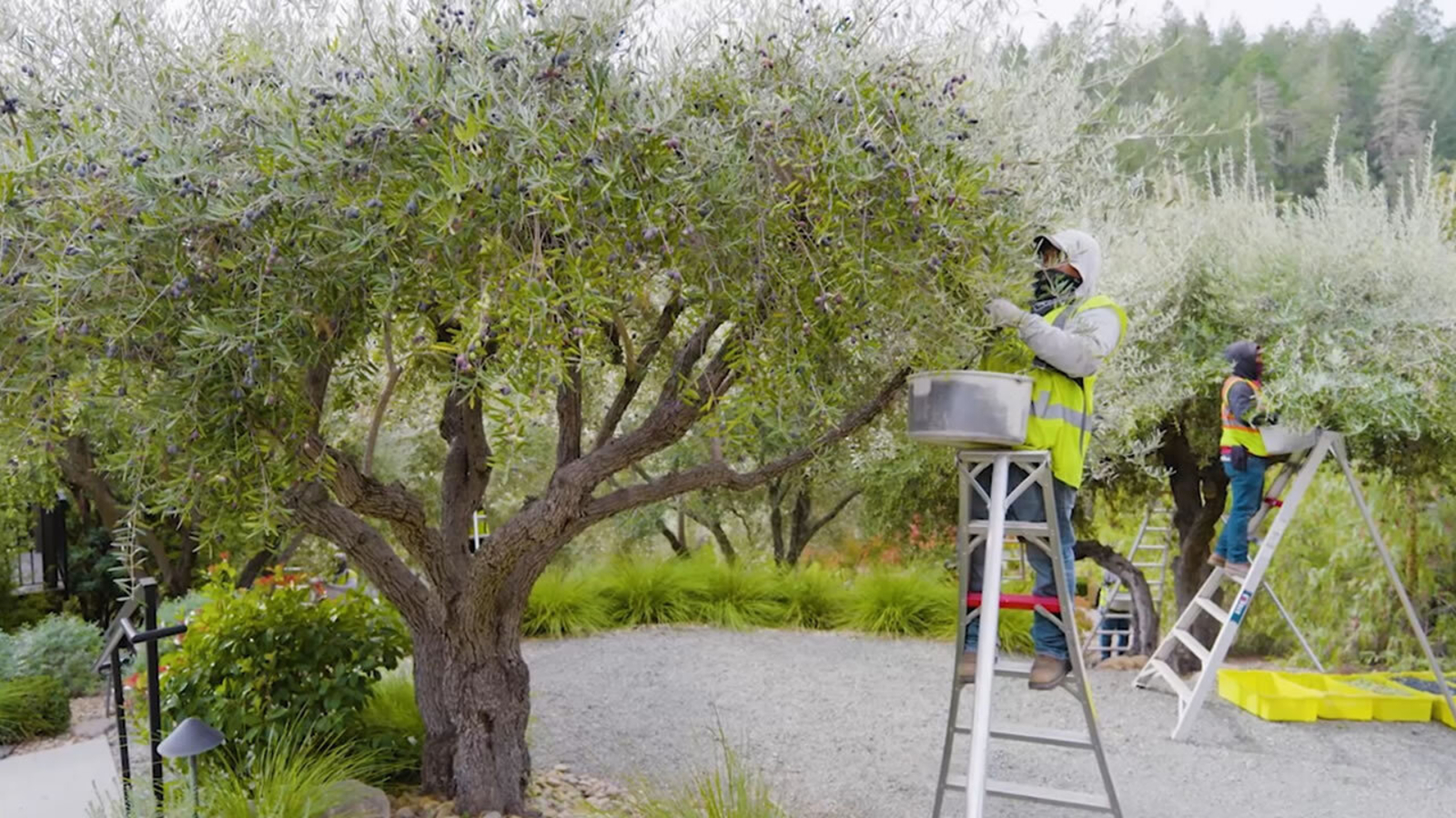 Auberge du Soleil in Napa Valley celebrates its olive harvest with immersive culinary experiences [Video]